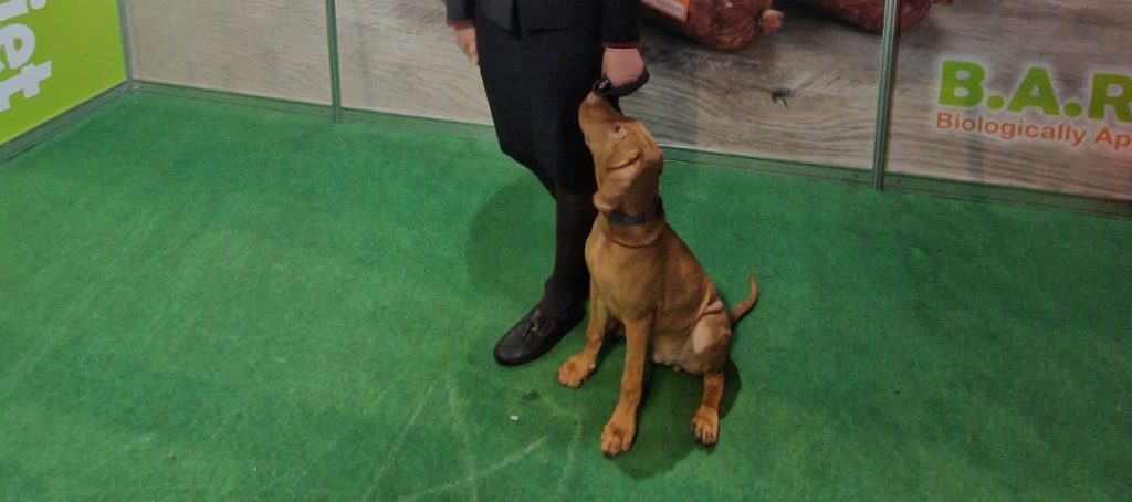 PetExpo_Nerium House Kennel_Vizsla