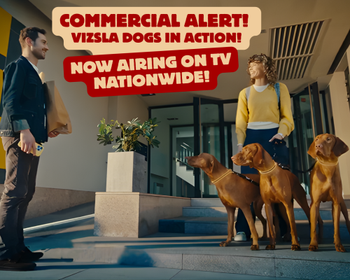 Vizsla Dogs Filming on Set