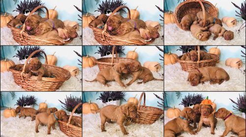 Puppies of Nerium House