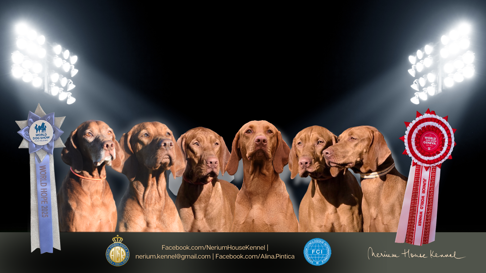 Vizsla dogs