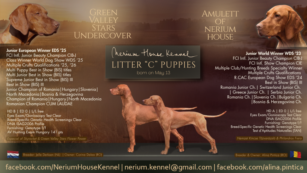 8 sweet Vizsla female puppies and 1 handsome male puppy