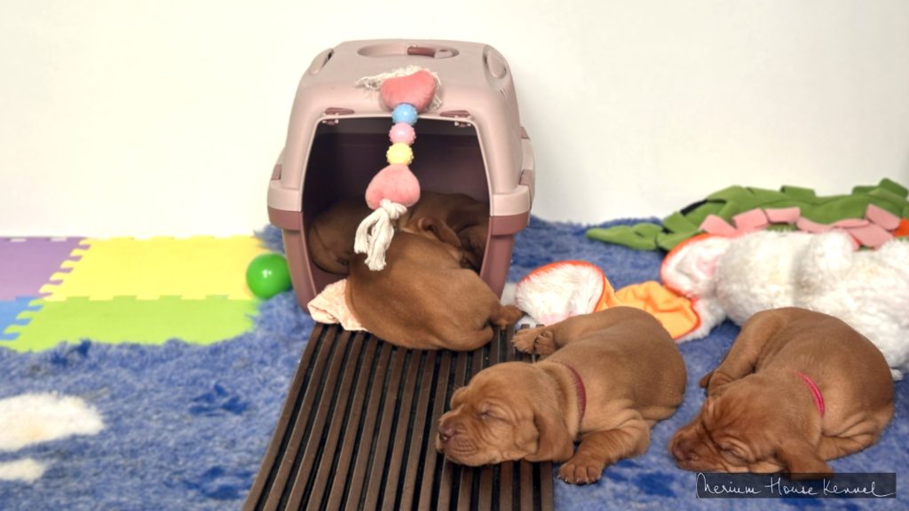 Vizsla puppies at 3.5 weeks old