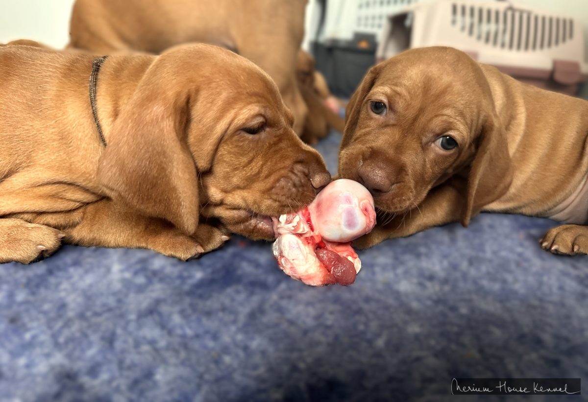 Vizsla puppies tasting their first raw marrow bone to develop chewing abilities