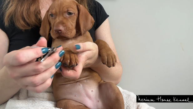Vizsla puppy gets the nails done and stands still during nail trimming