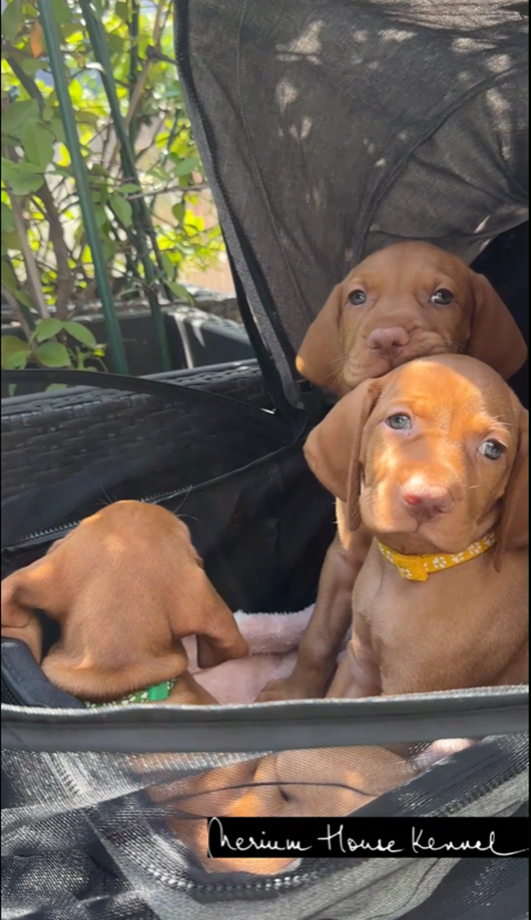 Three Vizsla puppies standing still in a puppy stroller to get acquainted with the environment - noises etc