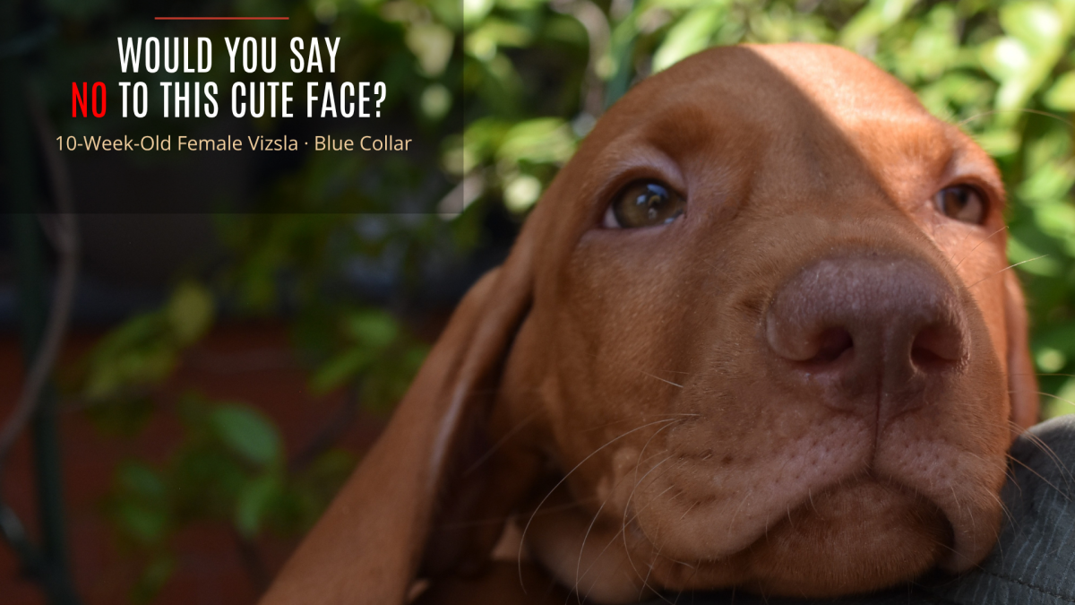 A Vizsla puppy wearing a blue collar enjoying outdoor scenery and stacking at Nerium House Kennel FCI in Bucharest, Romania