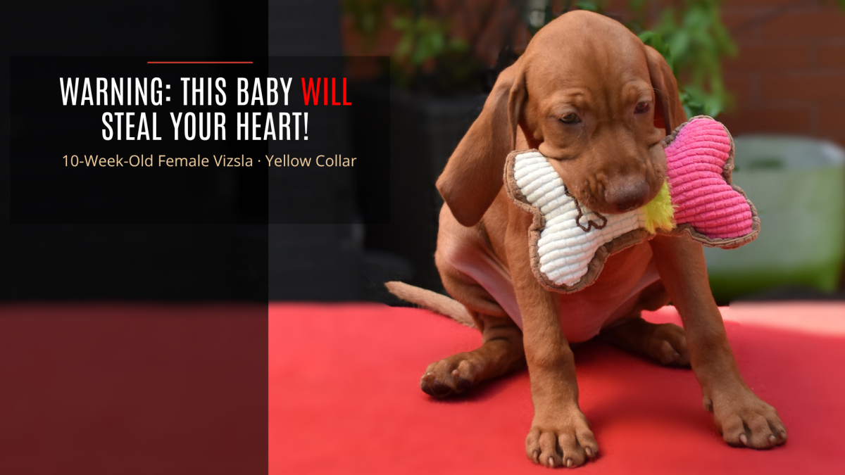 Purebred Hungarian Vizsla female puppy with a yellow collar, home-raised by certified FCI breeder Nerium House Kennel in Bucharest.