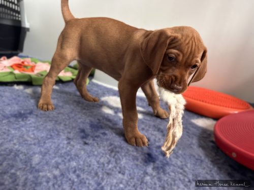 Ginger-colored Vizsla puppies of Nerium House Kennel chewing on natural dried rabbit ears.