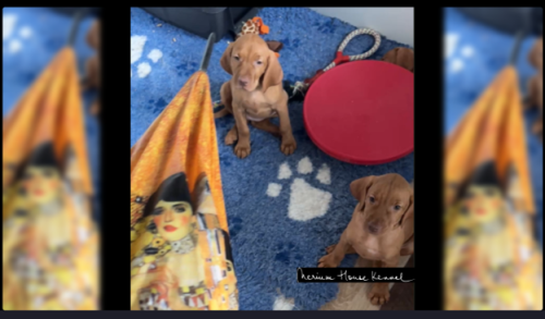 Nerium House Kennel Vizsla puppies participating in an umbrella desensitization test