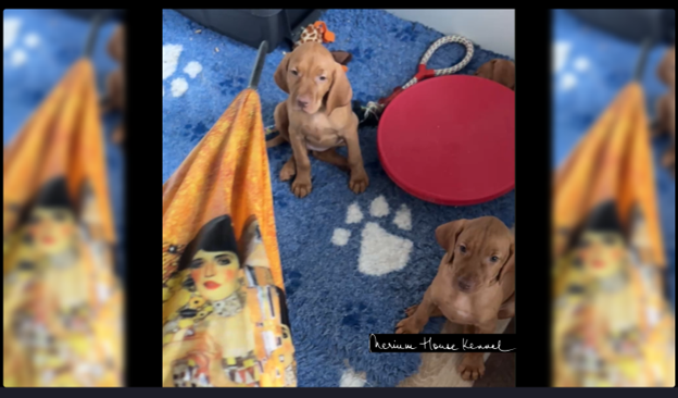 Nerium House Kennel Vizsla puppies participating in an umbrella desensitization test