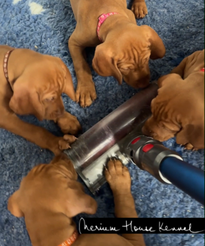 Nine purebred Hungarian Vizsla puppies, eight girls and one boy born May 13, are clustered closely together on a blue carpet around an older model Dyson vacuum cleaner head, curiously investigating the running machine as part of a Puppy Culture sound desensitization program at Nerium House Kennel FCI Romania
