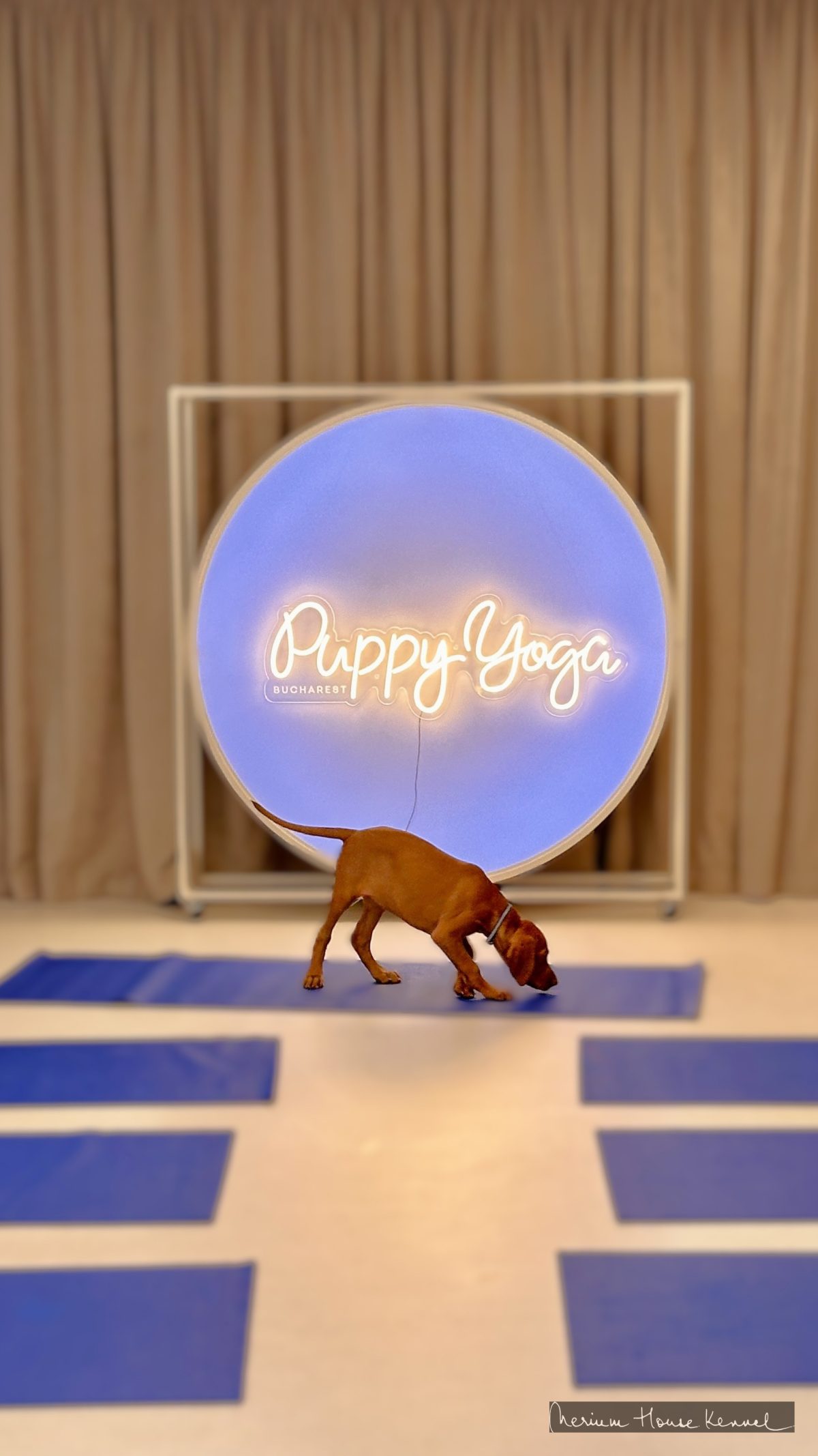 A Vizsla at Puppy Yoga in Bucharest, Romania