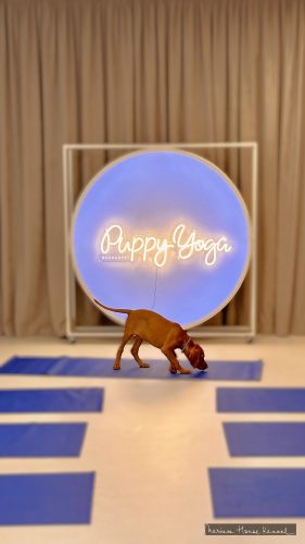 A Vizsla at Puppy Yoga in Bucharest, Romania